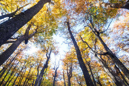 Autumn harvest in the gardenの写真素材