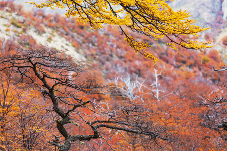 Autumn scene in yellow tones. Fall background.