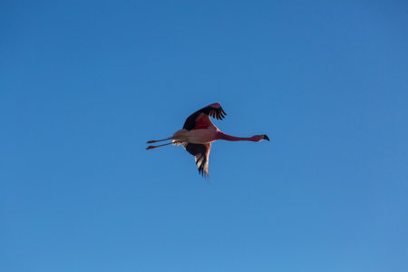 Flamingos flying on Altiplano, South Americaの写真素材