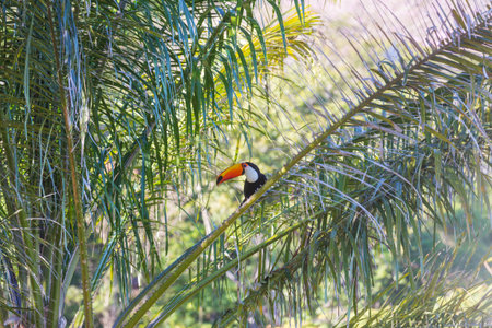 Tucan in the tropical forest in Brazilの写真素材