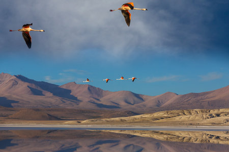 Flamingos flying on Altiplano, South Americaの写真素材