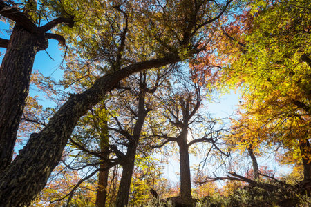 Colorful autumn leaves in a sunny forest. Autumn natural background