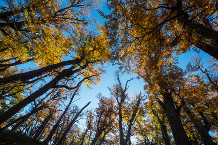 Colorful autumn leaves in a sunny forest. Autumn natural backgroundの写真素材