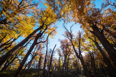 Colorful autumn leaves in a sunny forest. Autumn natural backgroundの写真素材