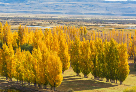 Beautiful alley in fall seasonの写真素材