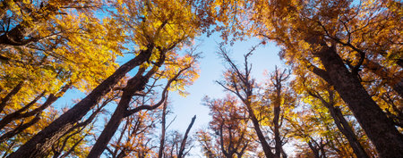 Colorful autumn leaves in a sunny forest. Autumn natural backgroundの写真素材
