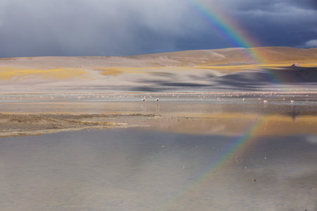 Flamingos flying on Altiplano, South Americaの写真素材