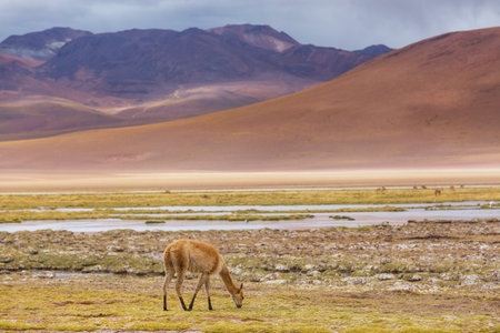 Wild vicunas on the Altiplano in Northern Chile, South Americaの写真素材