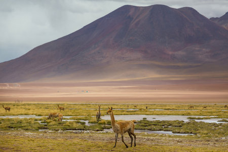 Wild vicunas on the Altiplano in Northern Chile, South Americaの写真素材