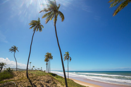 Beautiful summer landscapes  on the tropical beach in Brazil. Vacation background.の写真素材