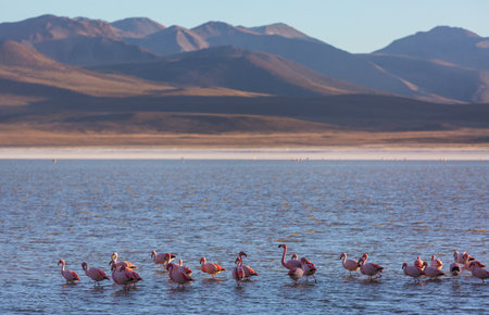 Flamingos on Altiplano, South Americaの写真素材