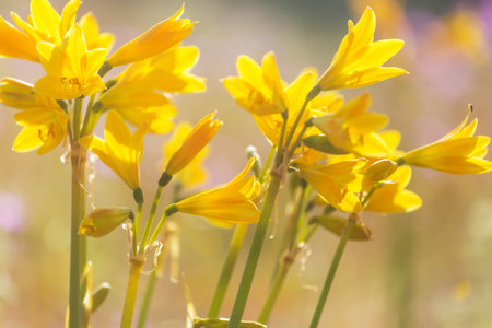Close-up shot of the beautiful flowers. Suitable for floral background.の写真素材