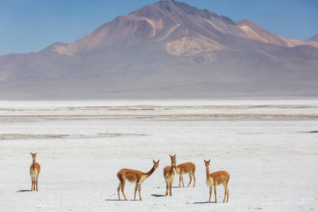 Wild vicunas on the Altiplano in Northern Chile, South Americaの写真素材