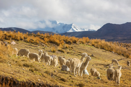 Cute alpaca in Andes, Bolivia, South Americaの写真素材