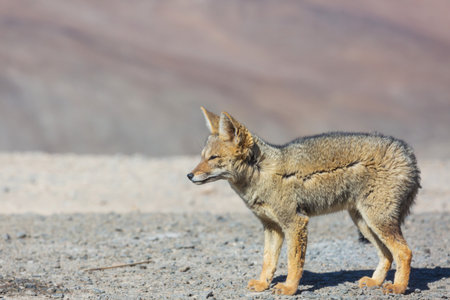 South American gray fox (Lycalopex griseus), Patagonian fox, in Patagonia mountainsの写真素材