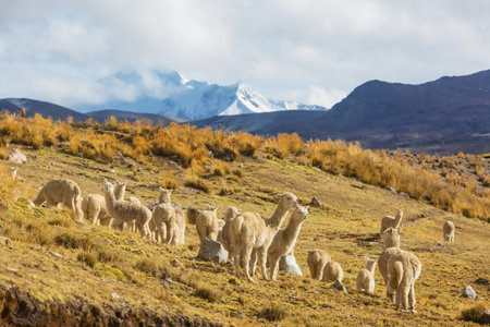 Cute alpaca in Andes, Bolivia, South Americaの写真素材