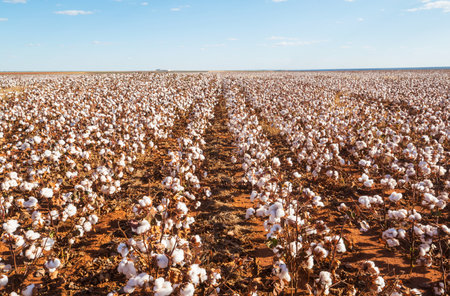Cotton field on the blue backgroundの写真素材