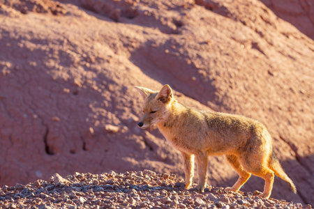 South American gray fox (Lycalopex griseus), Patagonian fox, in Patagonia mountainsの写真素材