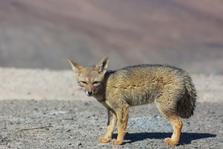South American gray fox (Lycalopex griseus), Patagonian fox, in Patagonia mountainsの写真素材