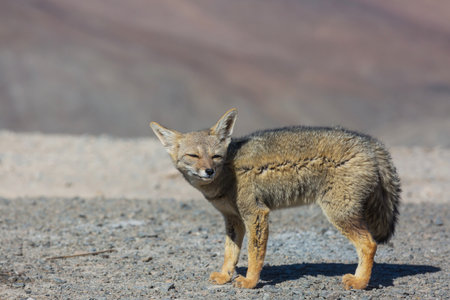 South American gray fox (Lycalopex griseus), Patagonian fox, in Patagonia mountainsの写真素材