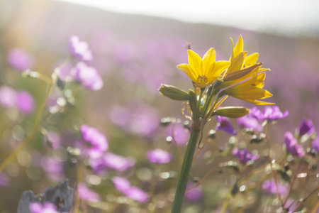Flowering Atacama desert in  Northern Chile,  Beautiful inspiring natural landscapes.の写真素材