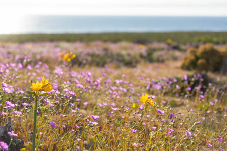 Flowering Atacama desert in  Northern Chile,  Beautiful inspiring natural landscapes.の写真素材