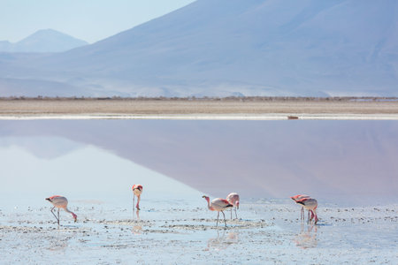 Flamingos flying on Altiplano, South Americaの写真素材