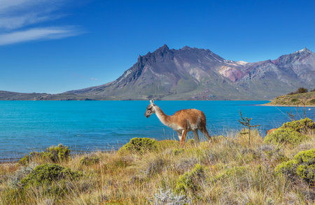 Wild vicunas in Bolivia, South Americaの写真素材
