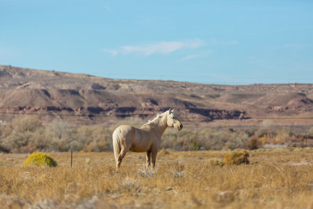 horse on the autumn meadowの写真素材