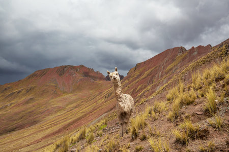 Cute alpaca in Andes, Bolivia, South Americaの写真素材