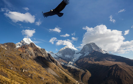 Flying condor in the Patagonia, South Americaの写真素材