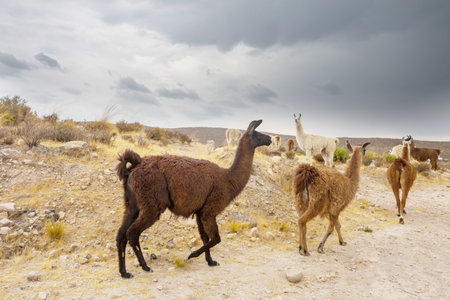 Llamas in Peru, South Americaの写真素材