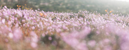 Flowering Atacama desert in  Northern Chile,  Beautiful inspiring natural landscapes.の写真素材