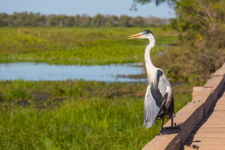 Heron in Brazil, South Americaの写真素材