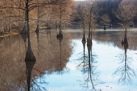 Bald cypress trees stand in a quiet pond, Texas, USAの写真素材