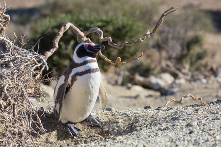 Magellanic Penguin (Spheniscus magellanicus) in Patagonia, Argentina.の写真素材
