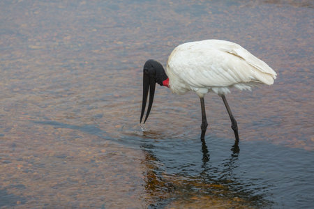 Jabiru (Jabiru mycteria) in the Pantanal, Brazilの写真素材