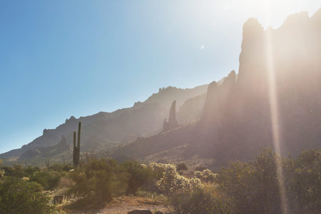 Various types of cacti on a mountainside in Central Arizona.