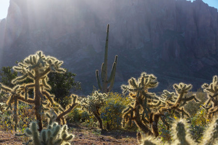 Various types of cacti on a mountainside in Central Arizona.