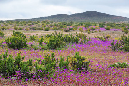Superbloom  in the desert during spring season--wildflowers in bloomの写真素材
