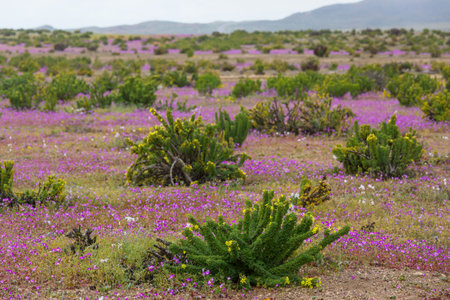 Superbloom  in the desert during spring season--wildflowers in bloomの写真素材