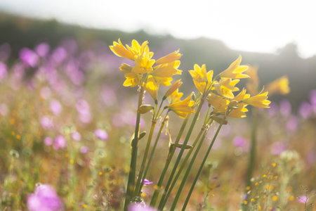 Superbloom  in the desert during spring season--wildflowers in bloomの写真素材
