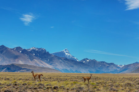 Wild vicunas in Bolivia, South America