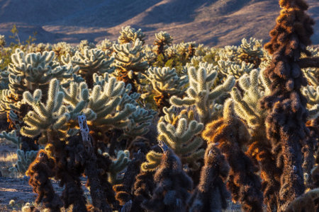 Cholla cactus in Joshua Tree National Park, Arizona, USA. Sunset scene