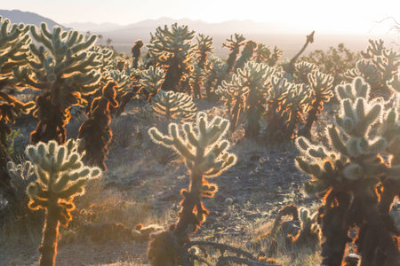Cholla cactus in Joshua Tree National Park, Arizona, USA. Sunset sceneの写真素材