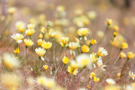 Superbloom  in the desert during spring season--wildflowers in bloom. Death Valley National Park in...
