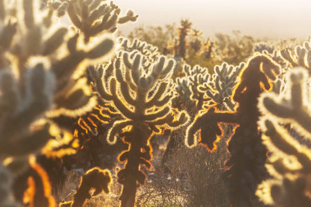 Cholla cactus in Joshua Tree National Park,  Arizona, USA. Sunset scene