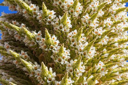 Puya Raimondii Plants high up in the Peruvian Andes, South America.