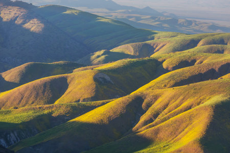 Beautiful wildflowers on a green meadows  in Carrizo Plane National Monument, California, USA....