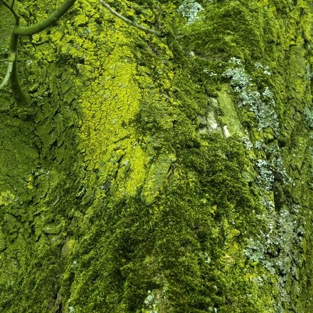 moss background : different shades of greenの写真素材